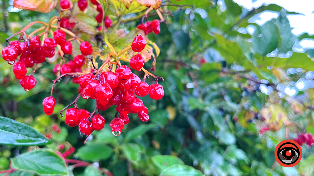 Сонячний і теплий: яким був вересень 2024 у Коломиї 12