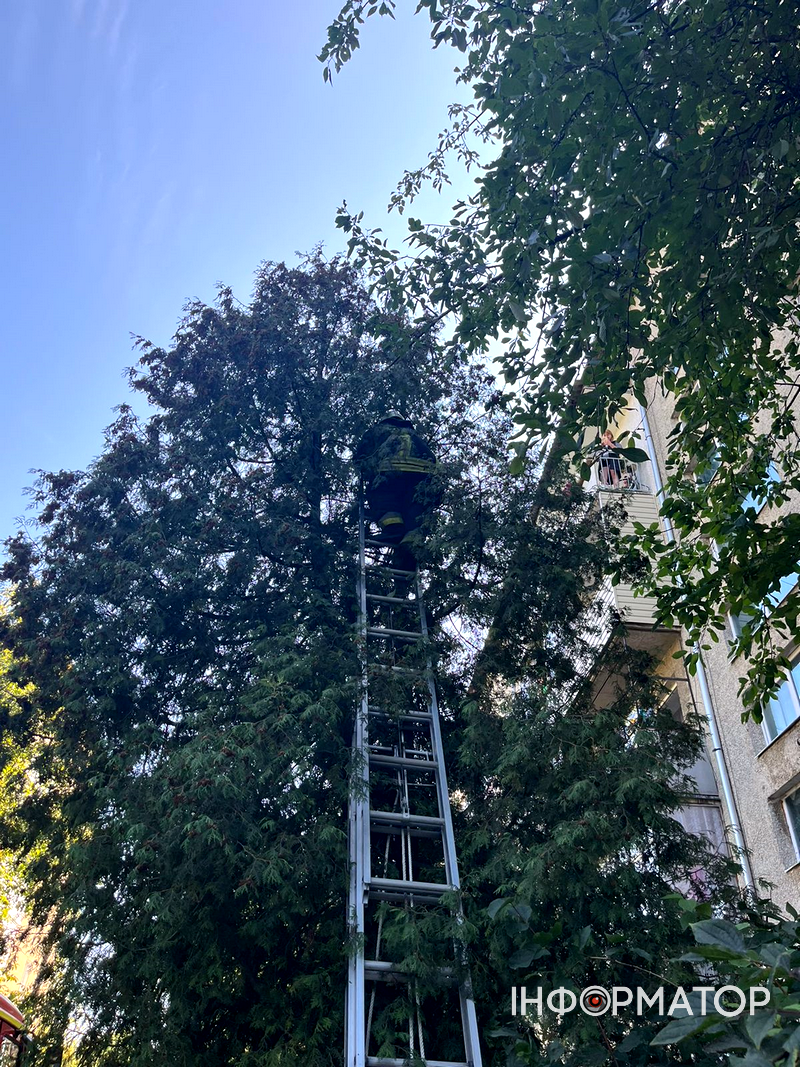 Як у Коломиї рятували вусатого бешкетника 1