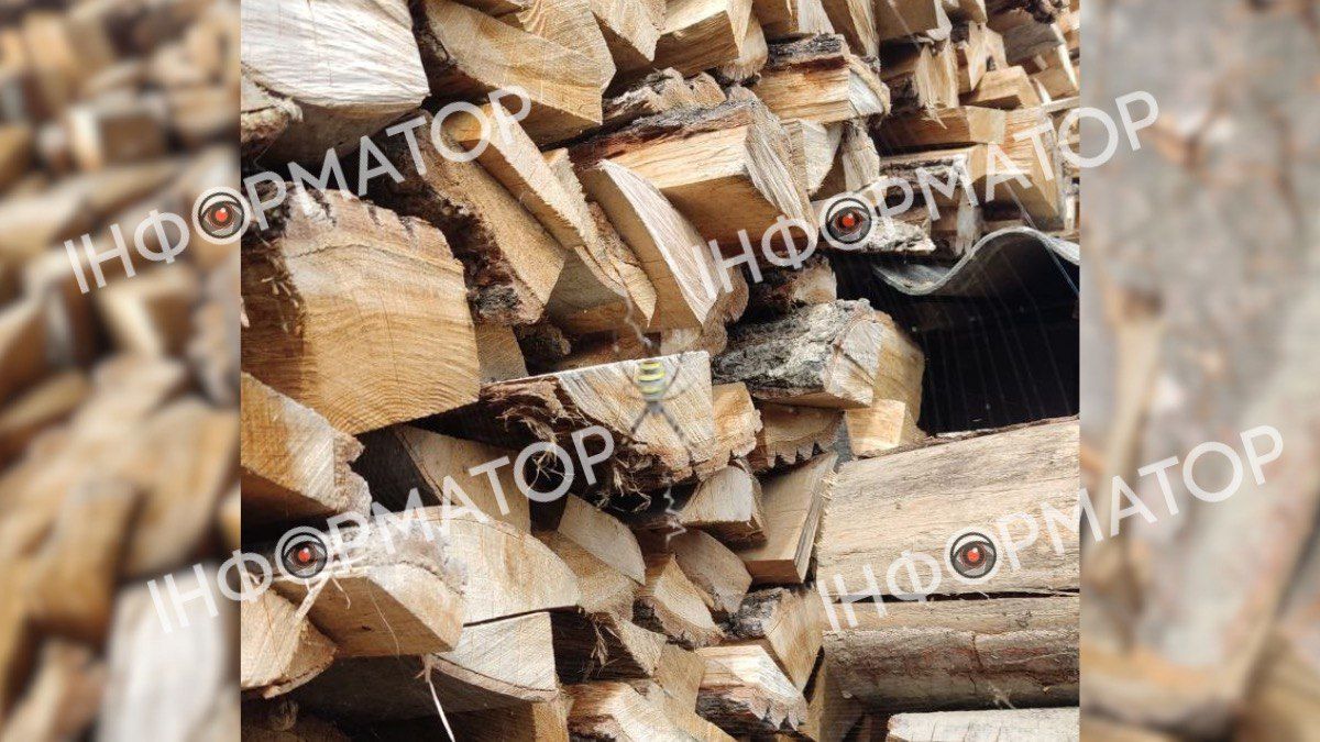 Коломиянин виявив в себе на подвір'ї небезпечного павука