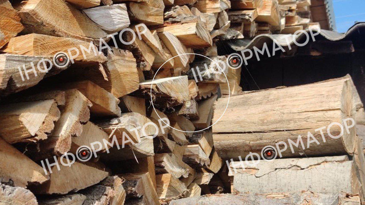 Коломиянин виявив в себе на подвір'ї небезпечного павука 1