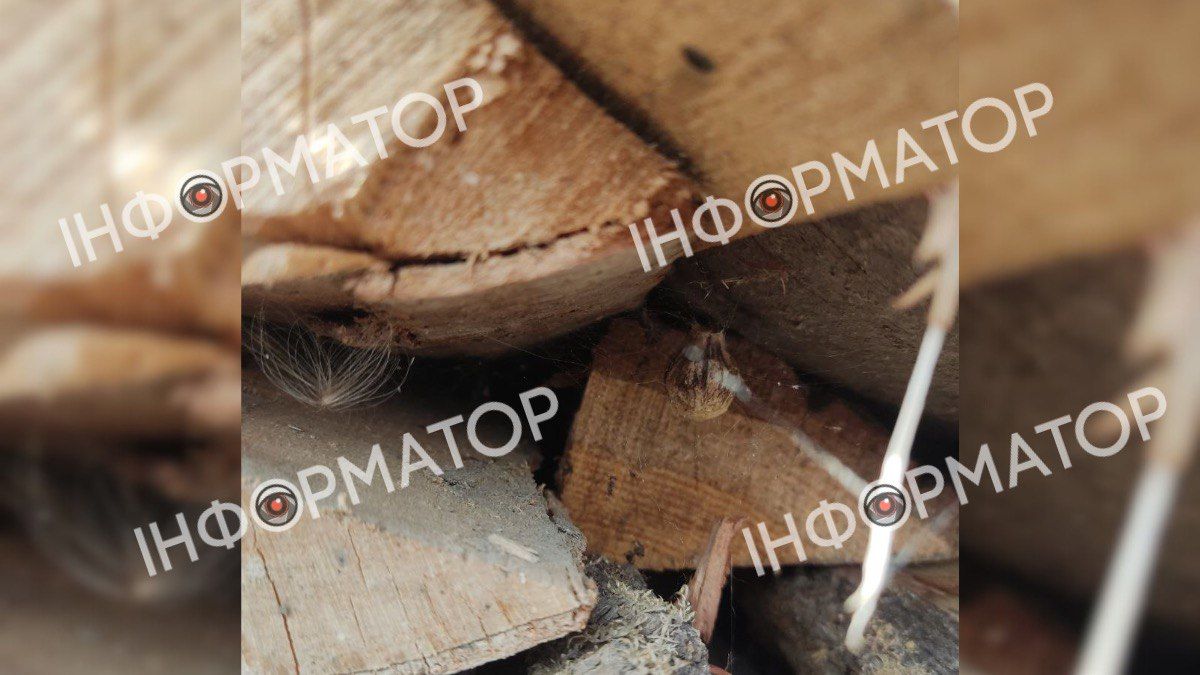 Коломиянин виявив в себе на подвір'ї небезпечного павука 3