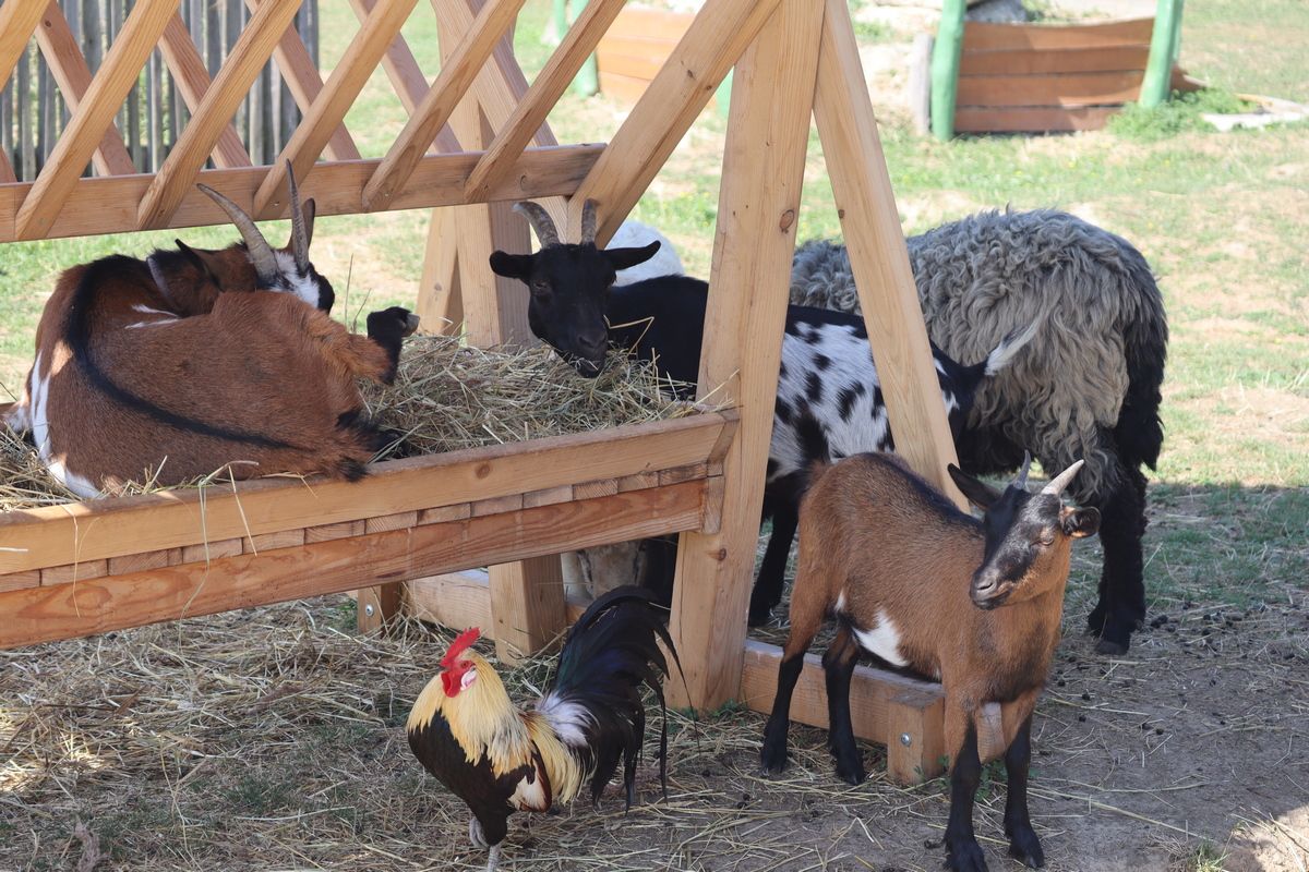 Кінні прогулянки як терапія від війни: ГО "Сила громади" організувала цінне дозвілля для сімей захисників 17