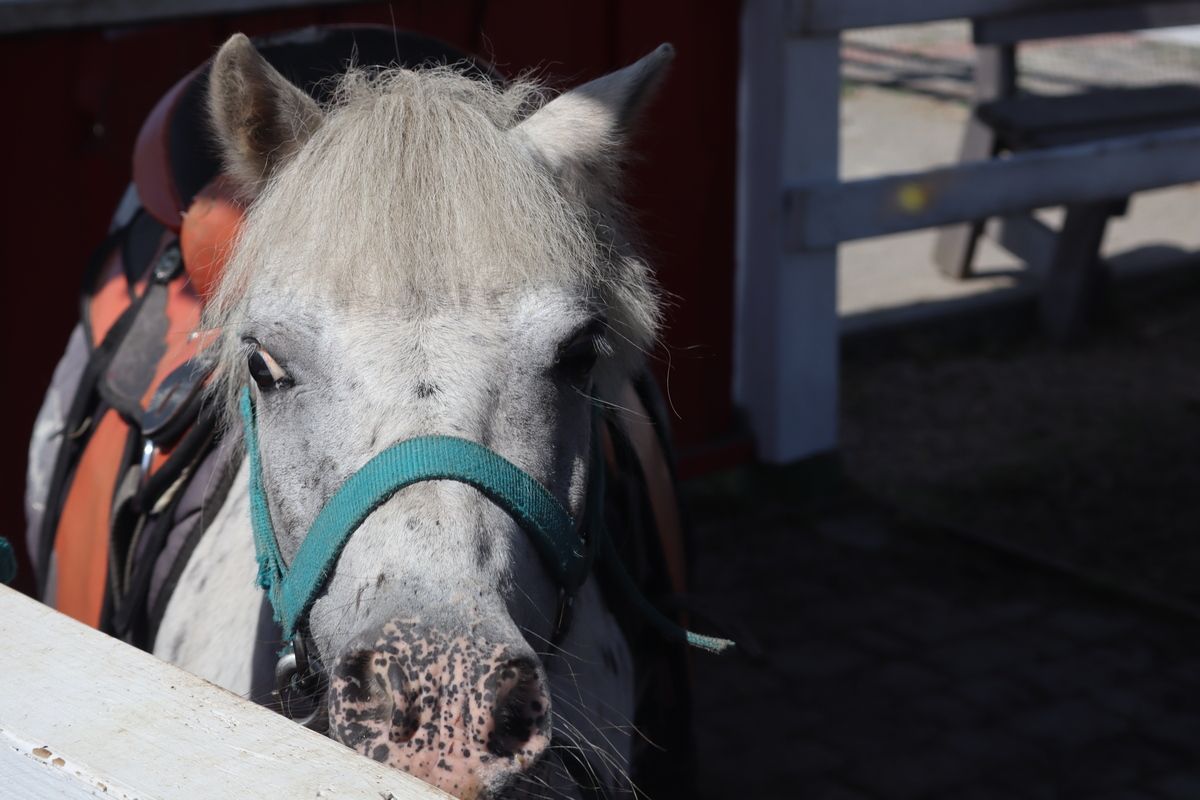 Кінні прогулянки як терапія від війни: ГО "Сила громади" організувала цінне дозвілля для сімей захисників 16