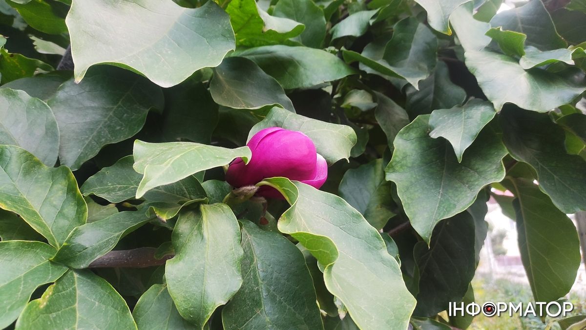 Наче екзотичний фрукт: як найдавніша магнолія Коломиї готується до осіннього розквіту 7