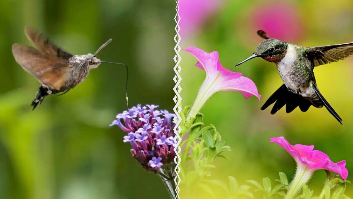 У Коломиї помітили українську "колібрі". ВІДЕО