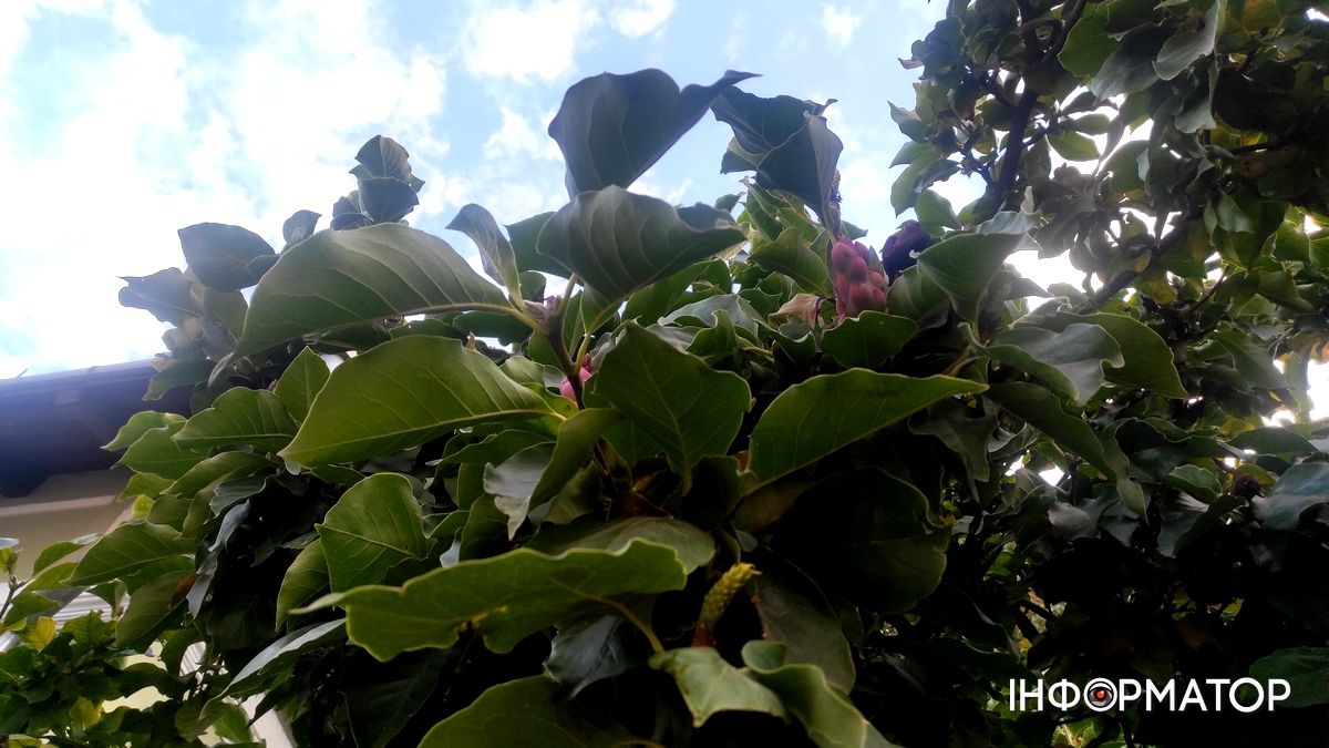 Наче екзотичний фрукт: як найдавніша магнолія Коломиї готується до осіннього розквіту 6