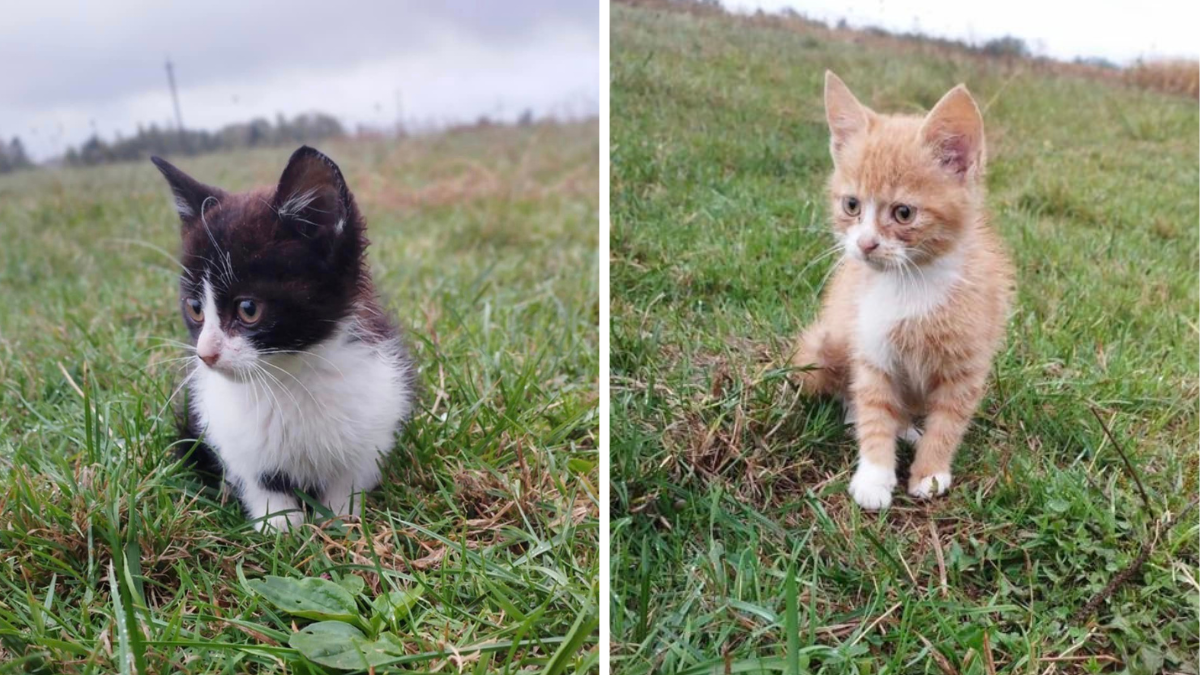 Коломийські чотирилапі шукають нову домівку 1