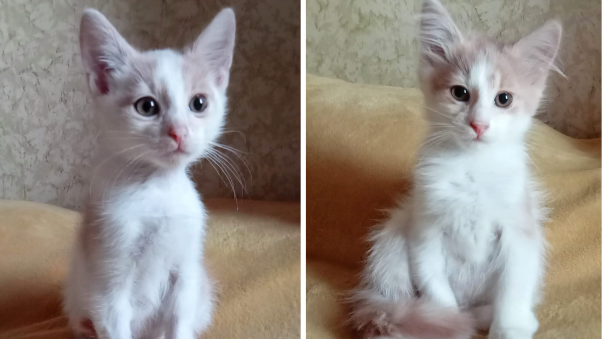 Коломийські чотирилапі шукають нову домівку 5