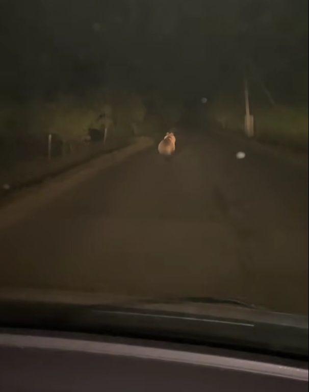 скрін з відео