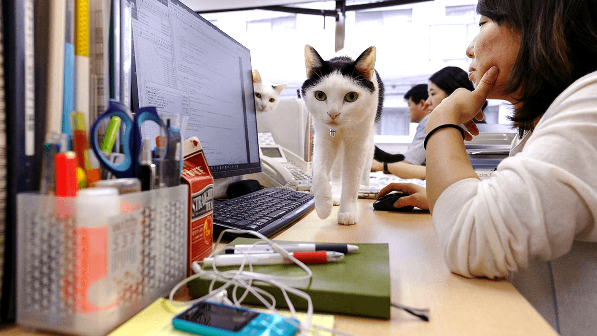 Незвичний спосіб підвищити продуктивність: японська ІТ-компанія прийняла на роботу пухнастих співробітників 2