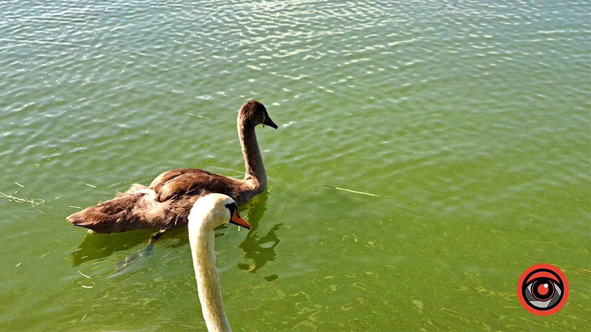 У лебедя з міського озера у Коломиї діагностували грибкове ураження легень 1