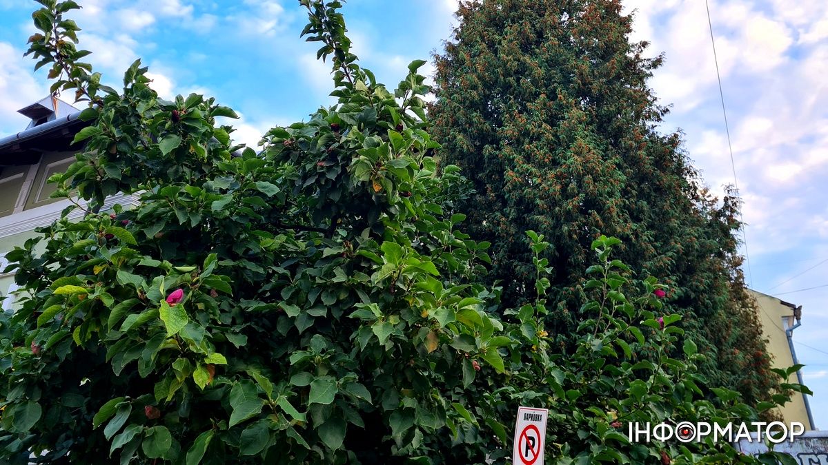 Наче екзотичний фрукт: як найдавніша магнолія Коломиї готується до осіннього розквіту 1