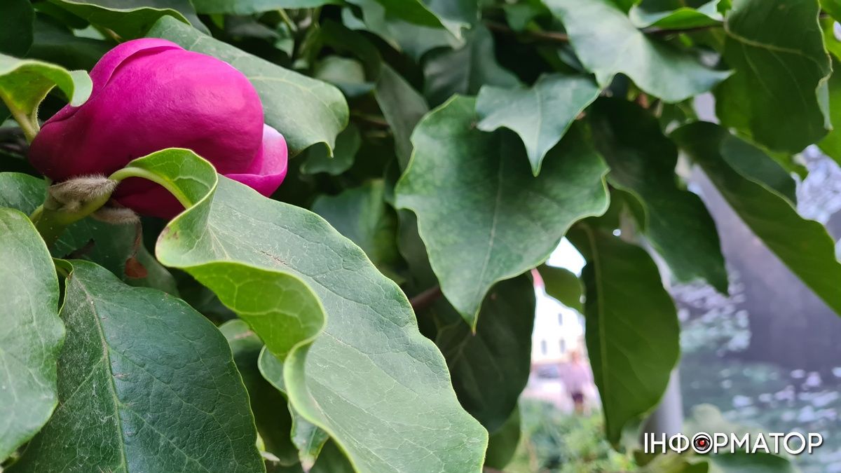 Наче екзотичний фрукт: як найдавніша магнолія Коломиї готується до осіннього розквіту 3