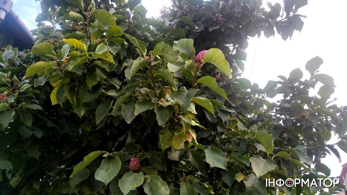 Наче екзотичний фрукт: як найдавніша магнолія Коломиї готується до осіннього розквіту 5