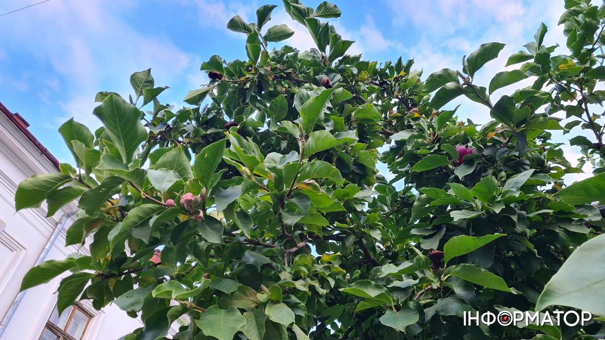 Наче екзотичний фрукт: як найдавніша магнолія Коломиї готується до осіннього розквіту 8