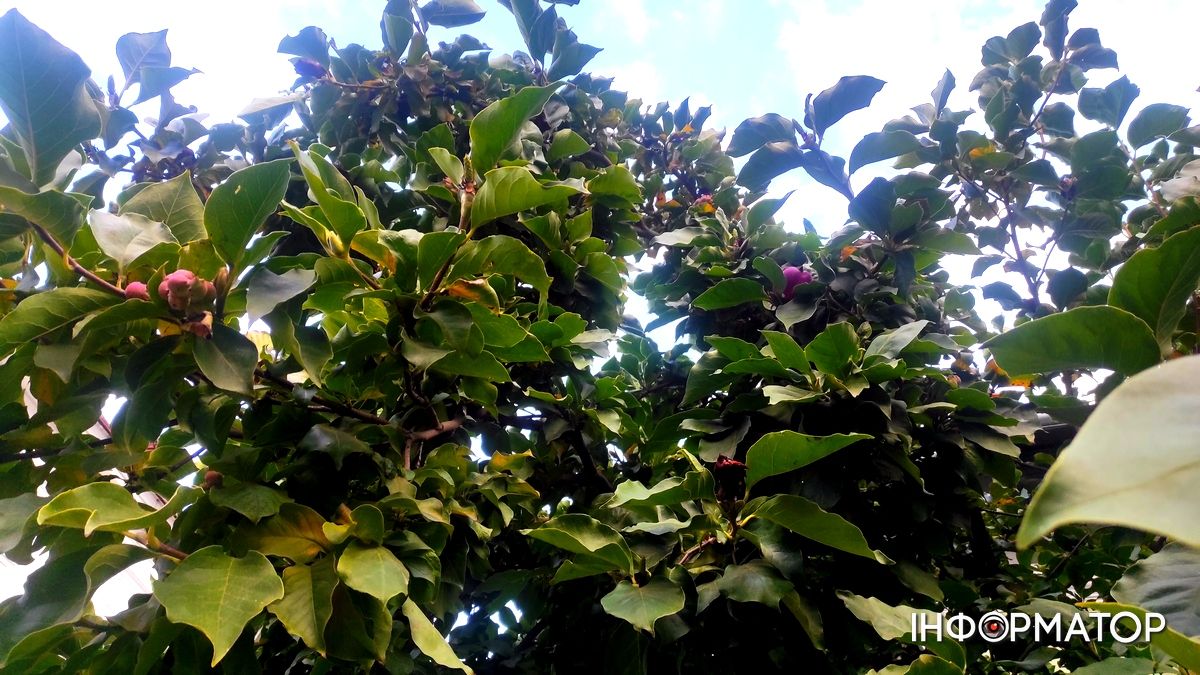 Наче екзотичний фрукт: як найдавніша магнолія Коломиї готується до осіннього розквіту 4