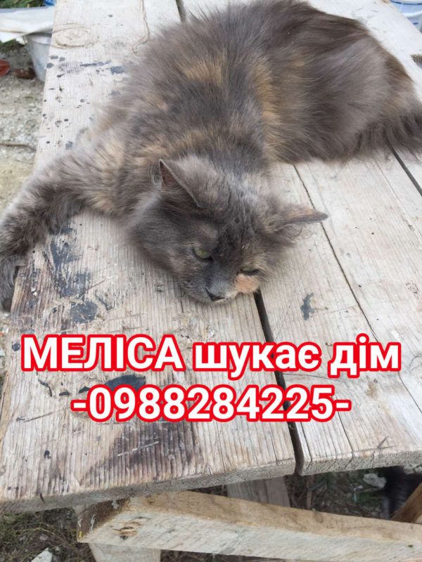 Чотирилапі в Коломиї шукають новий дім 3