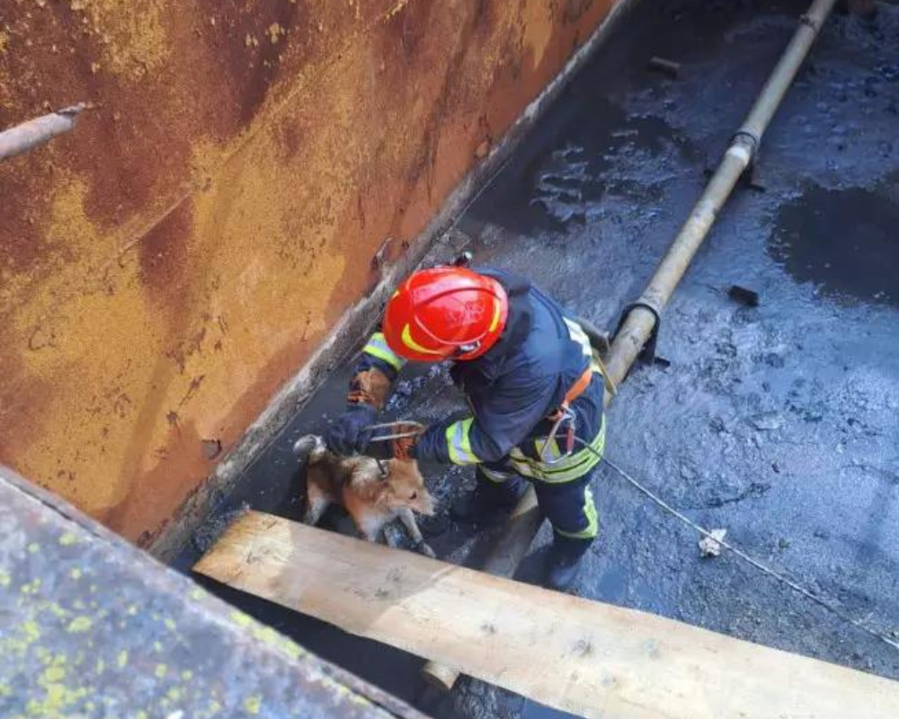 У Верховині рятувальники врятували собаку з 4-метрового колодязя 1