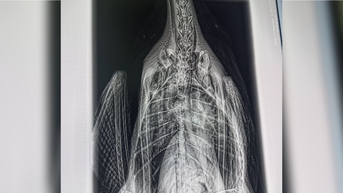 У лебедя з міського озера у Коломиї діагностували грибкове ураження легень 2