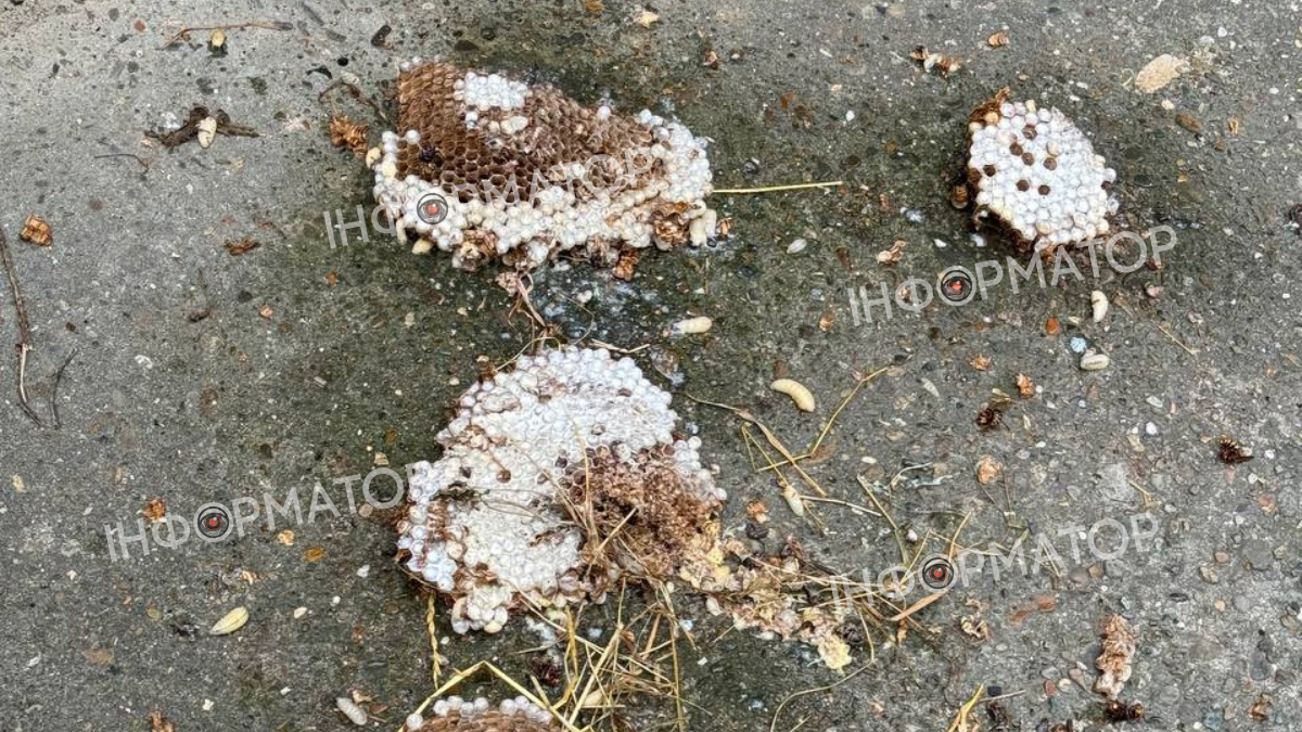 Гнізда шершнів: унікальні світлини з домогосподарств Коломийського району | ФОТО 3