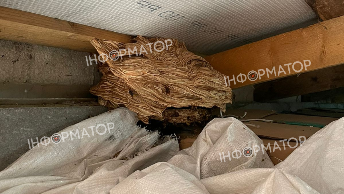 Гнізда шершнів: унікальні світлини з домогосподарств Коломийського району | ФОТО 1