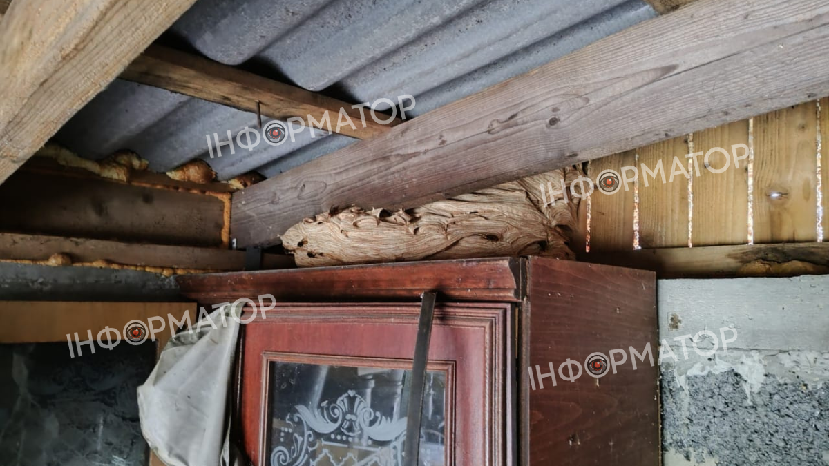 Гнізда шершнів: унікальні світлини з домогосподарств Коломийського району | ФОТО 4