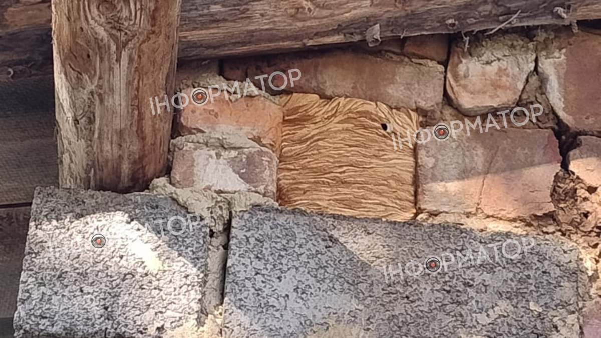 Гнізда шершнів: унікальні світлини з домогосподарств Коломийського району | ФОТО 2