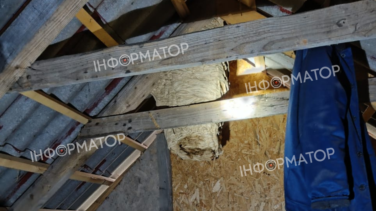 Гнізда шершнів: унікальні світлини з домогосподарств Коломийського району | ФОТО 5