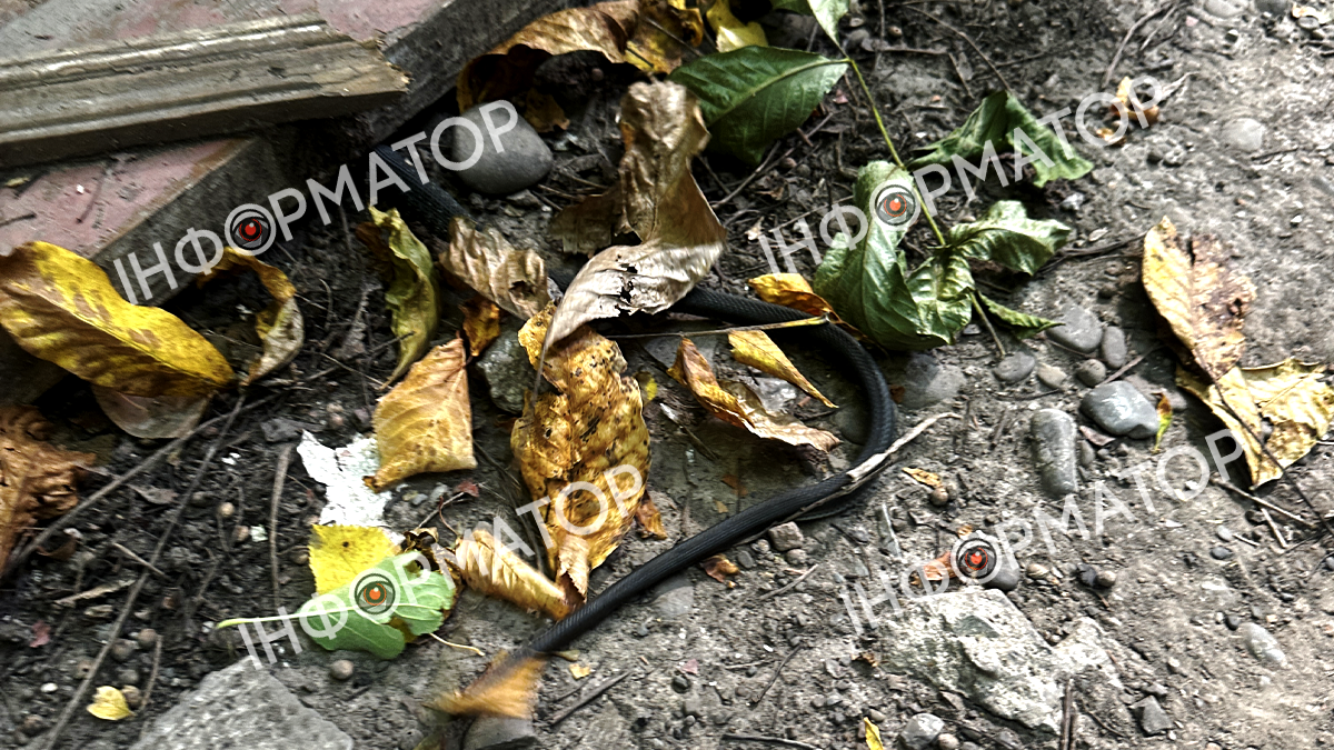 На приватній території по вулиці Крип'якевича виявили змію 1