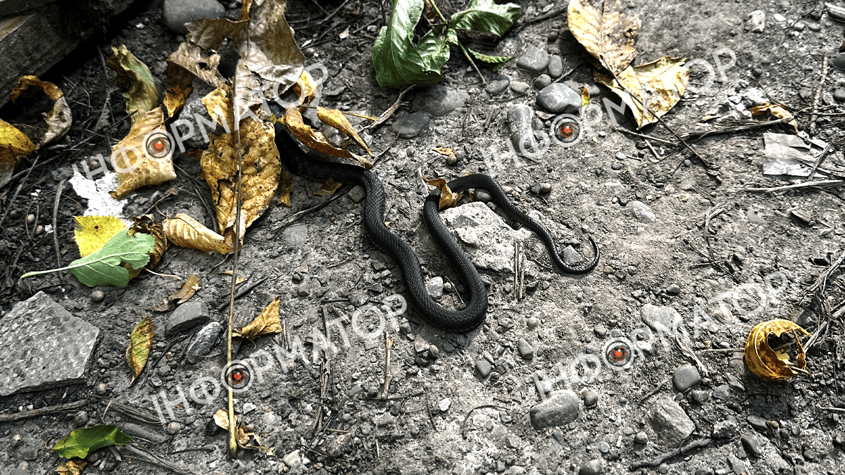 На приватній території по вулиці Крип'якевича виявили змію