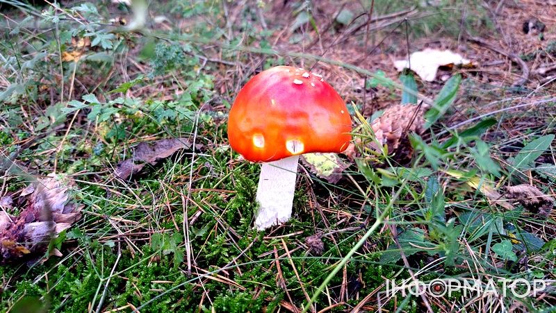 Порхавки, парасольки, мухомори та ще дідова борода: які гриби можна надибати в лісах Грушева 2