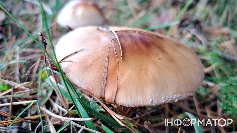 Порхавки, парасольки, мухомори та ще дідова борода: які гриби можна надибати в лісах Грушева 1