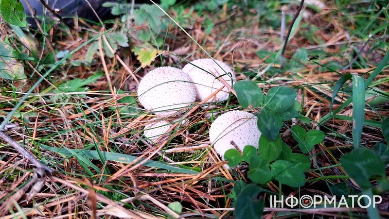 Порхавки, парасольки, мухомори та ще дідова борода: які гриби можна надибати в лісах Грушева 12