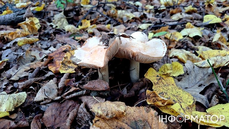 Порхавки, парасольки, мухомори та ще дідова борода: які гриби можна надибати в лісах Грушева 11