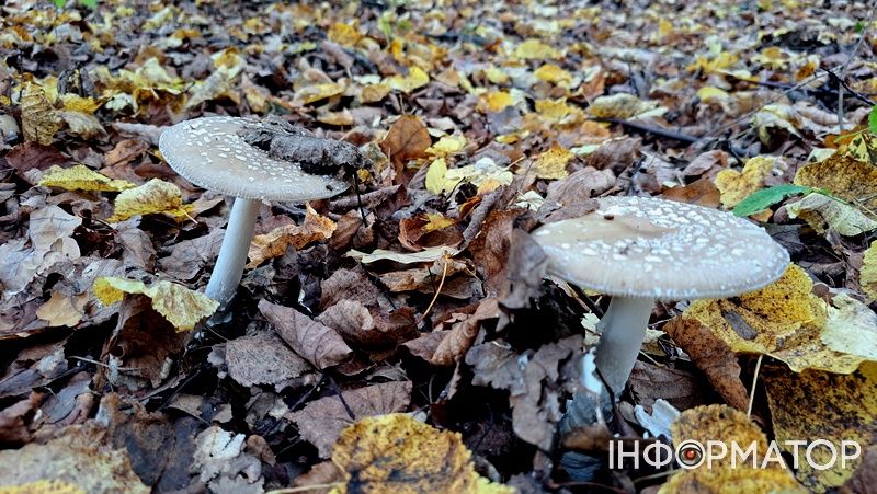 Порхавки, парасольки, мухомори та ще дідова борода: які гриби можна надибати в лісах Грушева 6