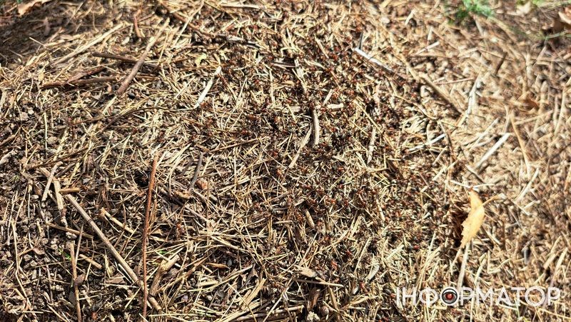 Порхавки, парасольки, мухомори та ще дідова борода: які гриби можна надибати в лісах Грушева 4