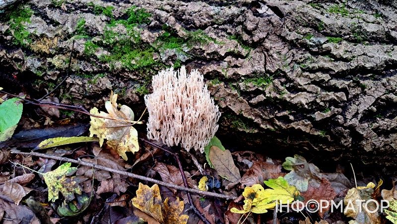 Порхавки, парасольки, мухомори та ще дідова борода: які гриби можна надибати в лісах Грушева 9