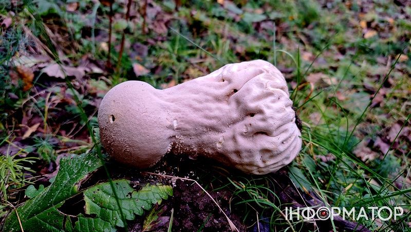 Порхавки, парасольки, мухомори та ще дідова борода: які гриби можна надибати в лісах Грушева 5