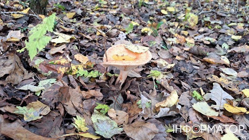 Порхавки, парасольки, мухомори та ще дідова борода: які гриби можна надибати в лісах Грушева 10