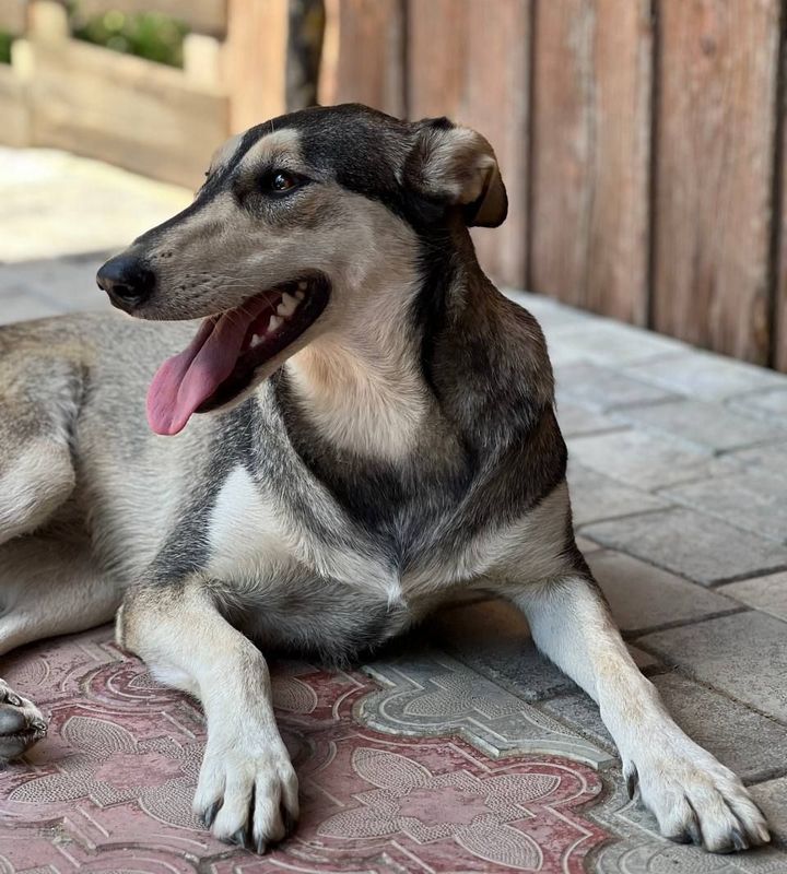 Які тваринки зараз без даху над головою: добірка пухнастиків Коломиї 5