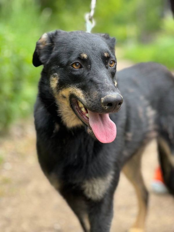 В пошуках нового дому: добірка пухнастиків 2