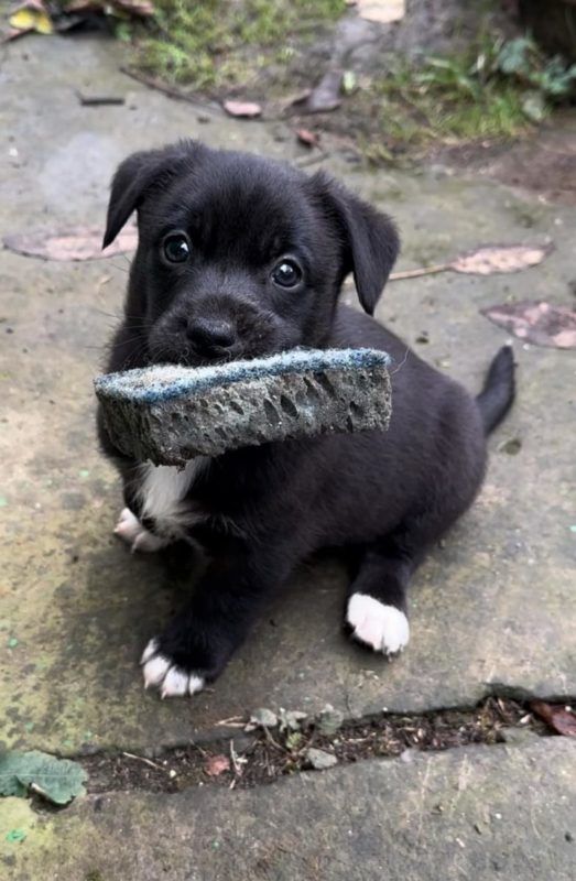 Добірка чотирилапих: які тваринки шукають нових господарів у Коломиї 5