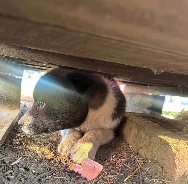 Які тваринки зараз без даху над головою: добірка пухнастиків Коломиї 3