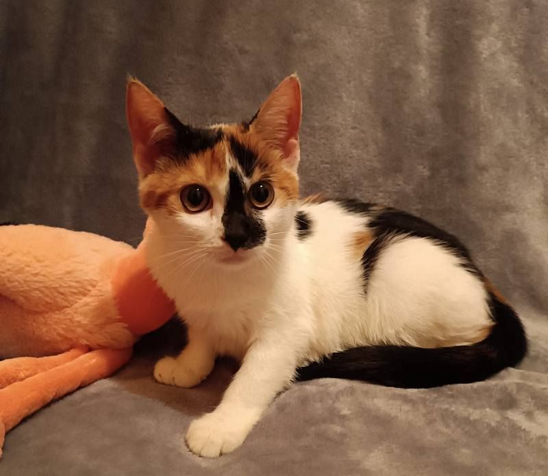 Які тваринки зараз без даху над головою: добірка пухнастиків Коломиї 4