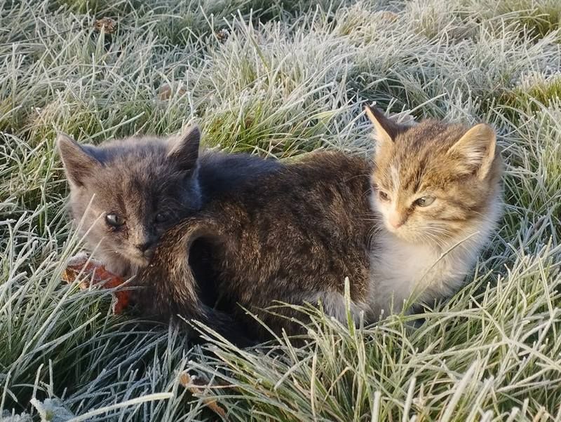 Які тваринки зараз без даху над головою: добірка пухнастиків Коломиї 2