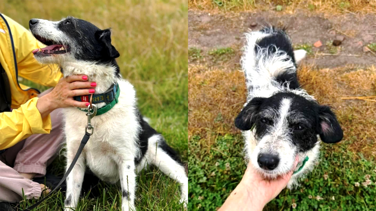 В пошуках нового дому: добірка пухнастиків 5