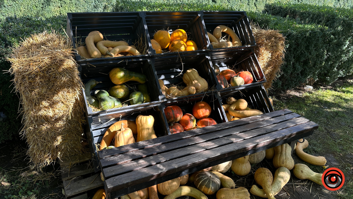 Гарбузи та ретро автомобіль: у середмісті Коломиї з'явилась осіння фотозона 4