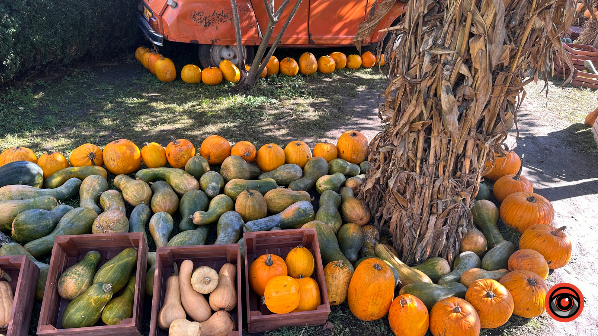 Гарбузи та ретро автомобіль: у середмісті Коломиї з'явилась осіння фотозона 5