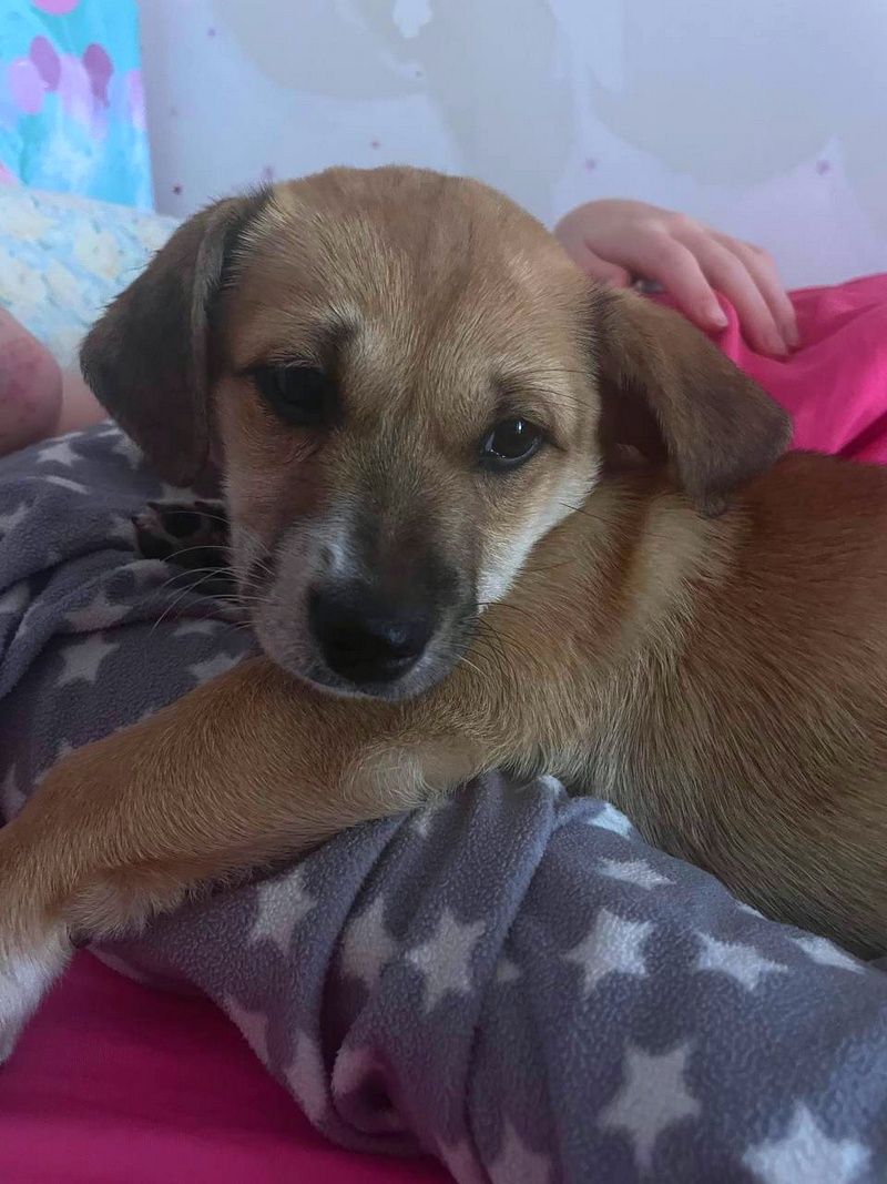 Добірка чотирилапих: які тваринки шукають нових господарів у Коломиї 1