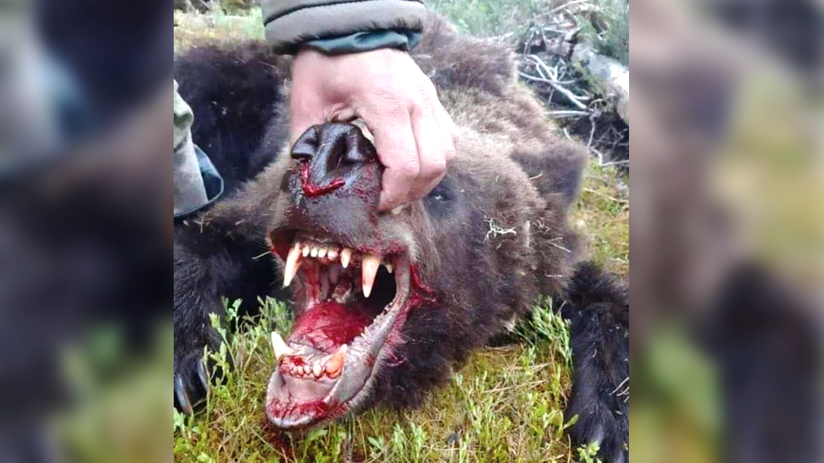 УВАГА! Спростовано інформацію, буцімто у Карпатах ухилянта загризла ведмедиця 1